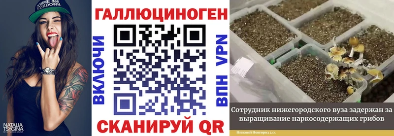 блэк спрут как войти  Славск  Псилоцибиновые грибы мицелий 